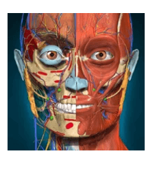 Download 3D Anatomy Learning MOD APK