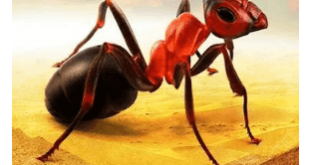 Download Little Ant Colony MOD APK
