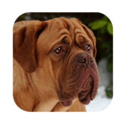 Download Mastiff Dog Simulator MOD APK