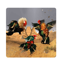 Download Street Rooster Fight Kung Fu MOD APK