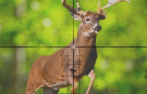 Download Huntsman Wild Deer Hunt for iOS APK