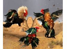 Street Rooster Fight Kung Fu Download For Android