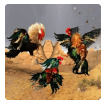 Street Rooster Fight Kung Fu Download For Android