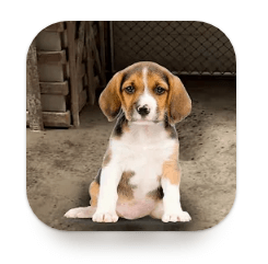 My Pet Animal Shelter World MOD + Hack APK Download