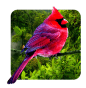 Download 3D birds parallax MOD APK