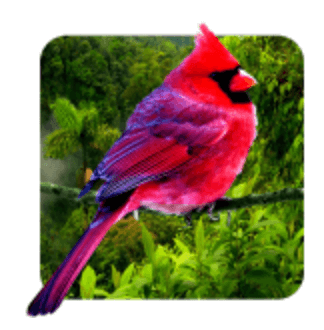 Download 3D birds parallax MOD APK