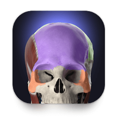 Download Anatomyka - 3D Anatomy Atlas MOD APK