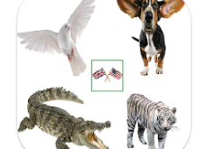 Download English Animals Vocabulary MOD APK