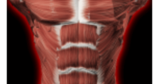 Download Muscular System 3D (anatomy) MOD APK