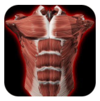 Download Muscular System 3D (anatomy) MOD APK