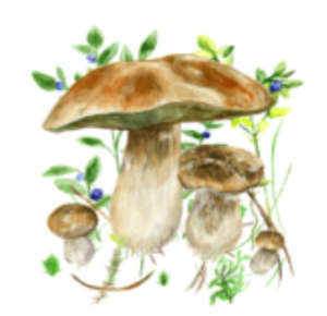 Download Mushrooms app MOD APK