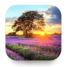 Download Perfect Sunset Live Wallpaper MOD APK