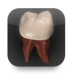Download Real Tooth Morphology Free MOD APK