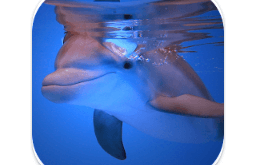 Download Dolphins HD Live Wallpaper MOD APK