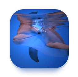 Download Dolphins HD Live Wallpaper MOD APK