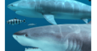 Download Sharks 3D - Live Wallpaper MOD APK