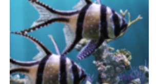 Download The real aquarium - LWP MOD APK